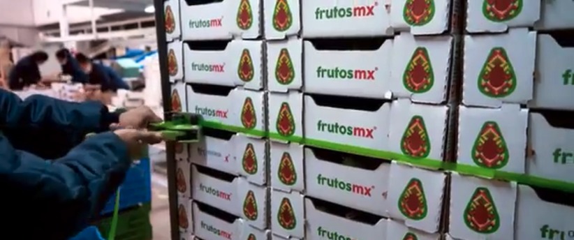 Cajas de aguacate FrutosMx® aseguradas con fleje para exportación