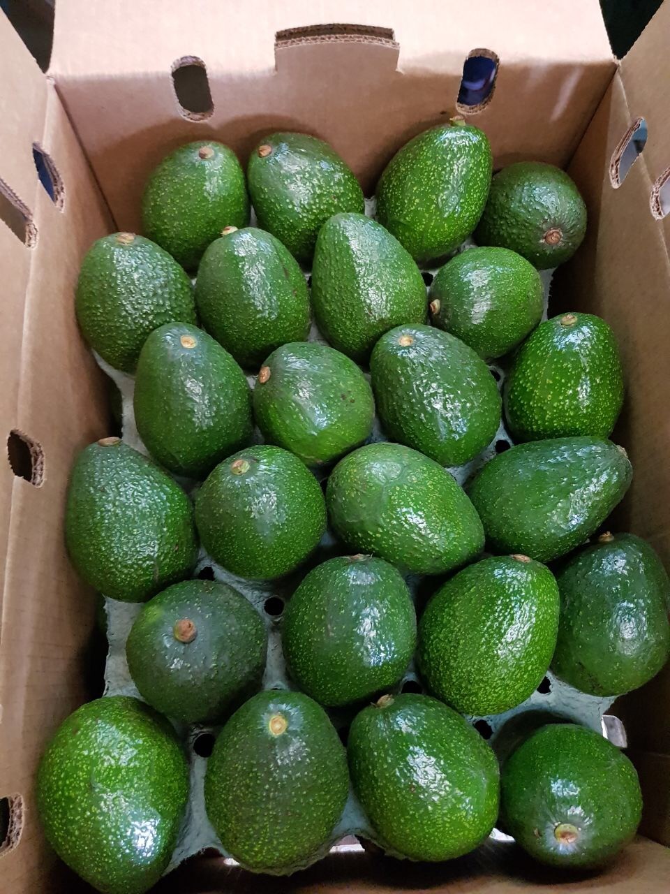 Aguacate Hass empacado en caja para exportación