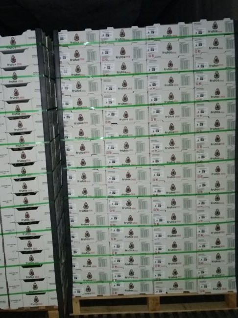 Tarimas de aguacate FrutosMx® dentro del contenedor