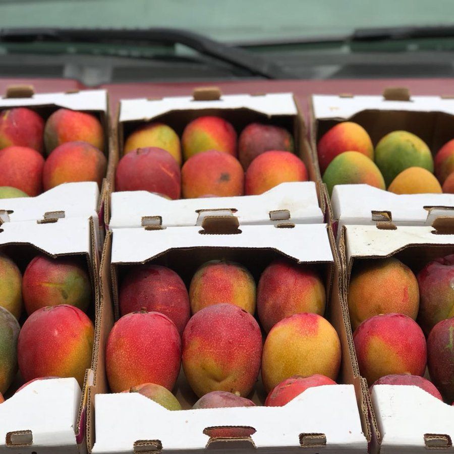 Mango FrutosMx®