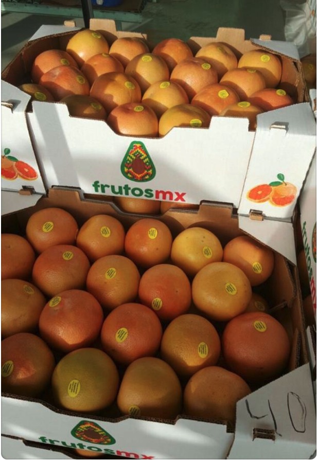 Toronja en cajas FrutosMx®